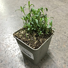 Флокс растопыренный Мэй Бриз