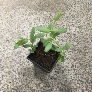 Стандарт поставки 3 Жимолость Аврора