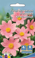 Георгина Розовая Красавица - мигнон - купить с доставкой