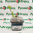 Гортензия метельчатая Октобе Брайд