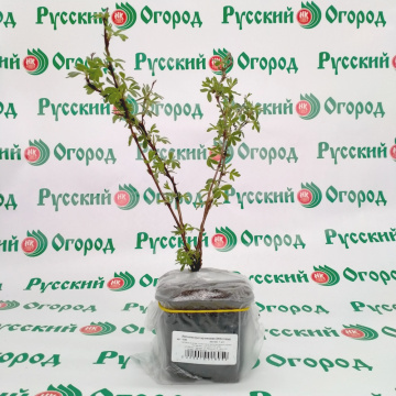 Стандарт поставки 4 Лапчатка кустарниковая Абботсвуд (горшок р9)