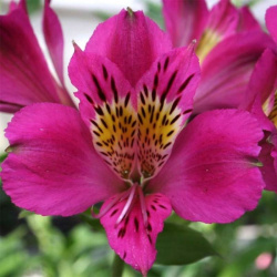 Alstroemeria Monsoreau