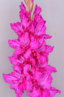 Гладиолус Чарикова орхидея - купить с доставкой