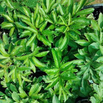 Стандарт поставки 7 Пион молочноцветковый Честин Гуди