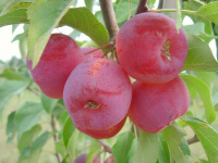 Яблоня Китайка Долго - купить с доставкой