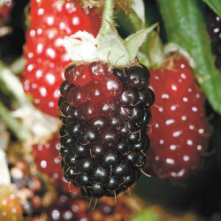 Ezhemalina Merry-Berry™