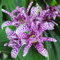 Орхидея осенняя Жабья лилия - купить с доставкой