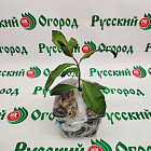 Флокс метельчатый Гений