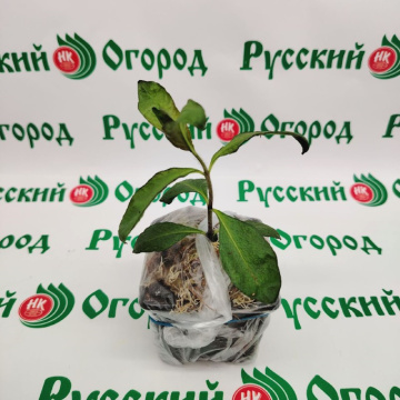 Стандарт поставки 1 Флокс метельчатый Гений