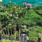 Роза штамбовая Аква