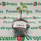 Сирень обыкновенная Афродита