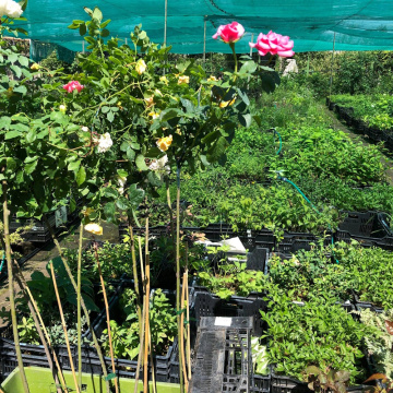 Стандарт поставки 1 Роза штамбовая Аква Стандарт поставки 1 Роза штамбовая Аква