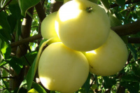 Яблоня колоновидная Белое сладкое - купить с доставкой