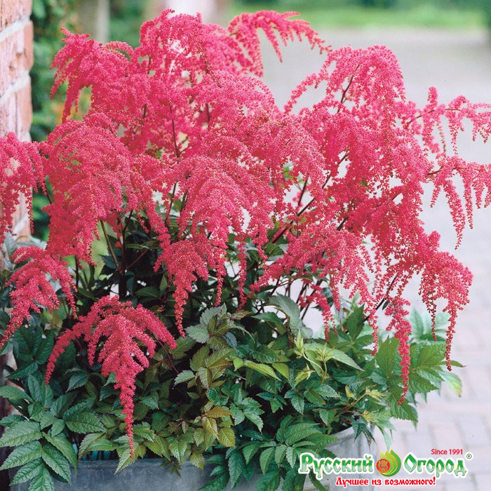 Купить Астильба Ред Чарм в Москве и РФ. Описание сорта. Пункты ...