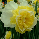 Нарцисс Вейв