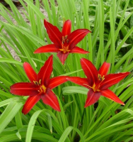 Купить Лилейник Кримсон Пират в Москве и РФ. Описание сорта. Пункты ...