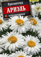 Хризантема Ариэль - купить с доставкой