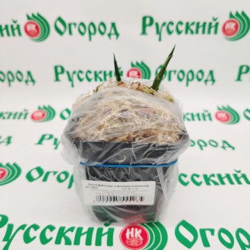 Стандарт поставки 1 Хоста Даймондс а Форевер (горшок р9)