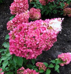 Hydrangea paniculata Živý květ jahodníku