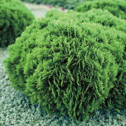 Thuja západní Danica