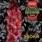 Гладиолус Эвоки