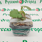 Ежевика ремонтантная Черная магия