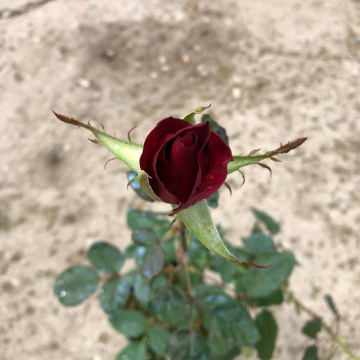 Стандарт поставки 2 Роза Литтл Буккаро