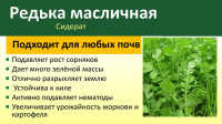 Сидерат Редька масличная  - купить с доставкой