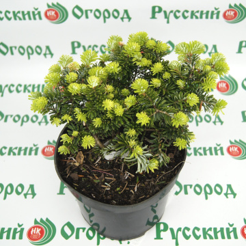 Стандарт поставки 2 Пихта корейская Бриллиант