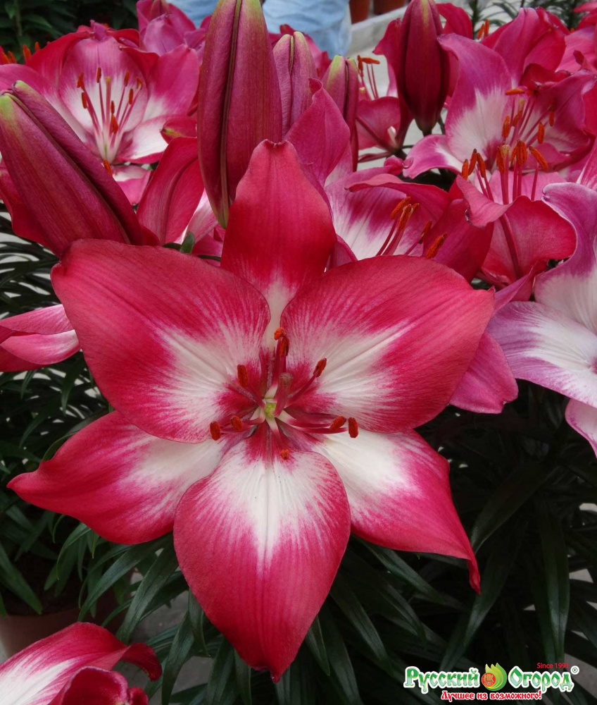 Купить Лилия Тайни Даймонд в Москве и РФ. Описание сорта. Пункты ...