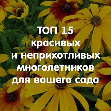 ТОП 15 красивых и неприхотливых многолетников для вашего сада