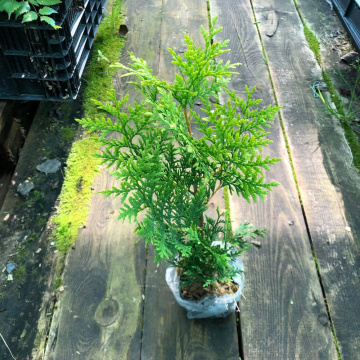 Стандарт поставки 3 Туя западная Голден Брабант