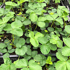 Земляника Азия