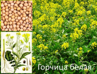 Сидерат Горчица белая  - купить с доставкой