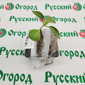 Стандарт поставки 3 Сирень обыкновенная Афродита