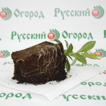 Стандарт поставки 2 Флокс метельчатый Незабудка