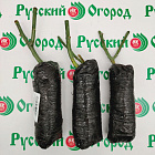Роза Черная магия
