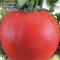 Томат Сибирское яблоко - купить с доставкой