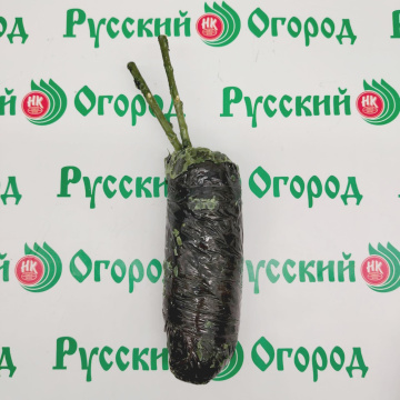 Стандарт поставки 5 Роза Эльф