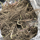 Тысячелистник Паприка