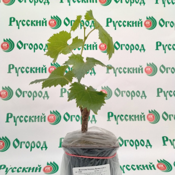 Стандарт поставки 4 Виноград Кишмиш Брависсимо
