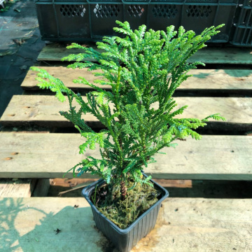 Стандарт поставки 1 Туевик поникающий Вариегата