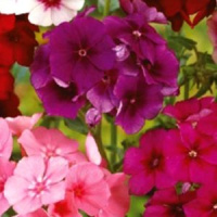 Флокс друммонда Вернисаж - купить с доставкой