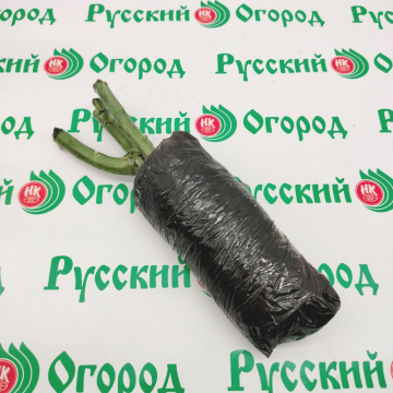 Стандарт поставки 5 Роза Таро