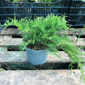 Стандарт поставки 1 Можжевельник средний Голд Коаст (горшок 2л)