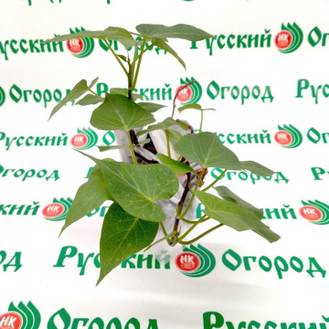 Стандарт поставки 2 Батат Винницкий розовый