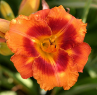 Hemerocallis Tiger Time - купить с доставкой