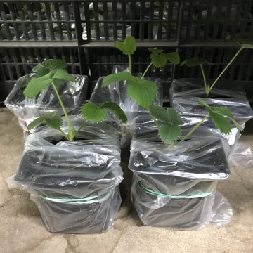 Стандарт поставки 1 Земляника Пандора