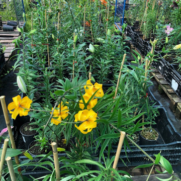 Стандарт поставки 14 Лилия Мисс Пекулиар