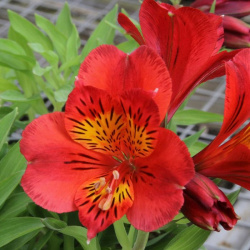 Alstroemeria Lear